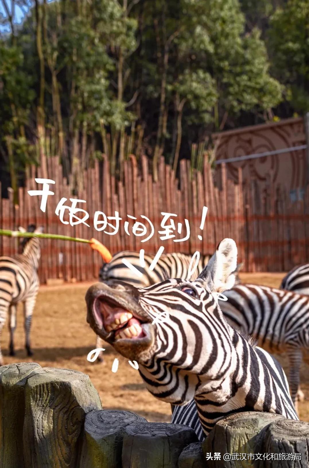 武汉野生动物王国怎么预约,武汉野生动物王国免门票