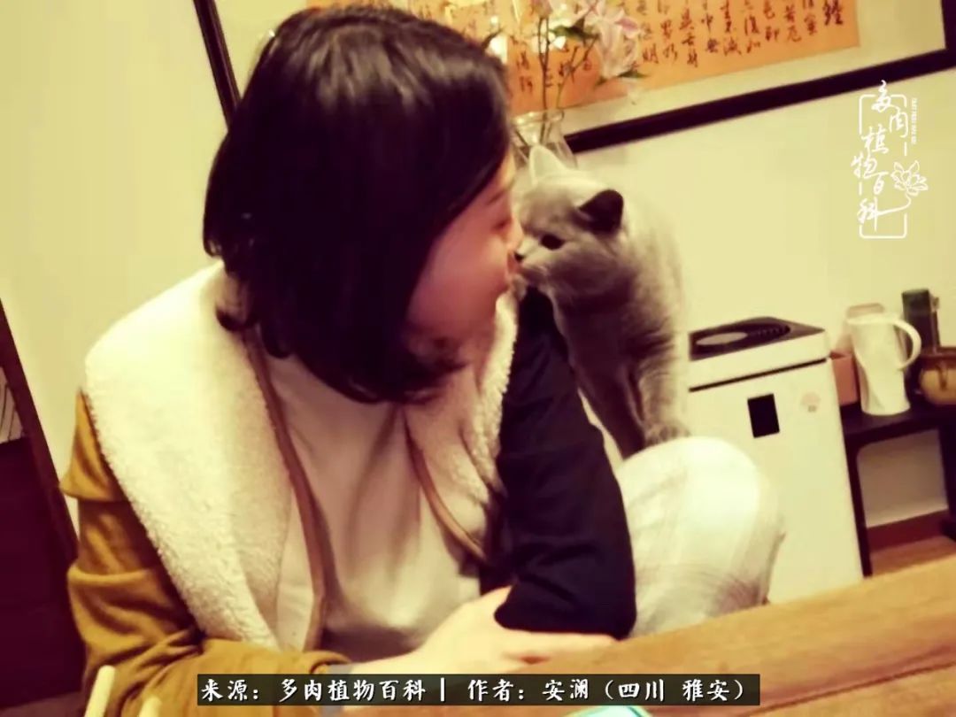 小仙女的阳台多肉,绝美多肉阳台