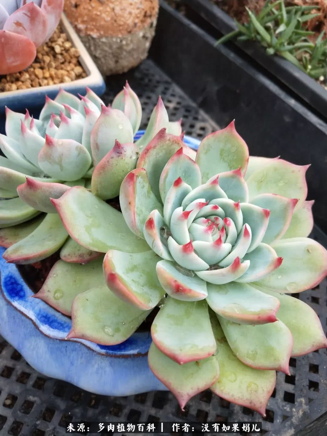 明人不说暗话，我为多肉而来！