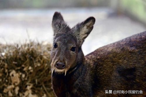 我要为“假”麝香酒平反,并不是麝香假而是商家误导的真