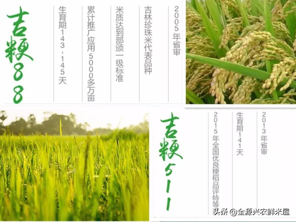 吉林大米比五常大米更好,吉林大米的特点