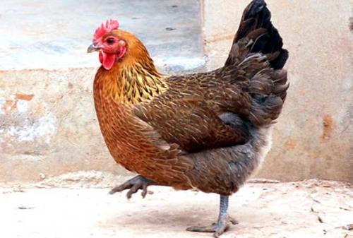 鸡有鸡痘的时候可以做鸡痘疫苗吗,怎么治疗鸡痘病