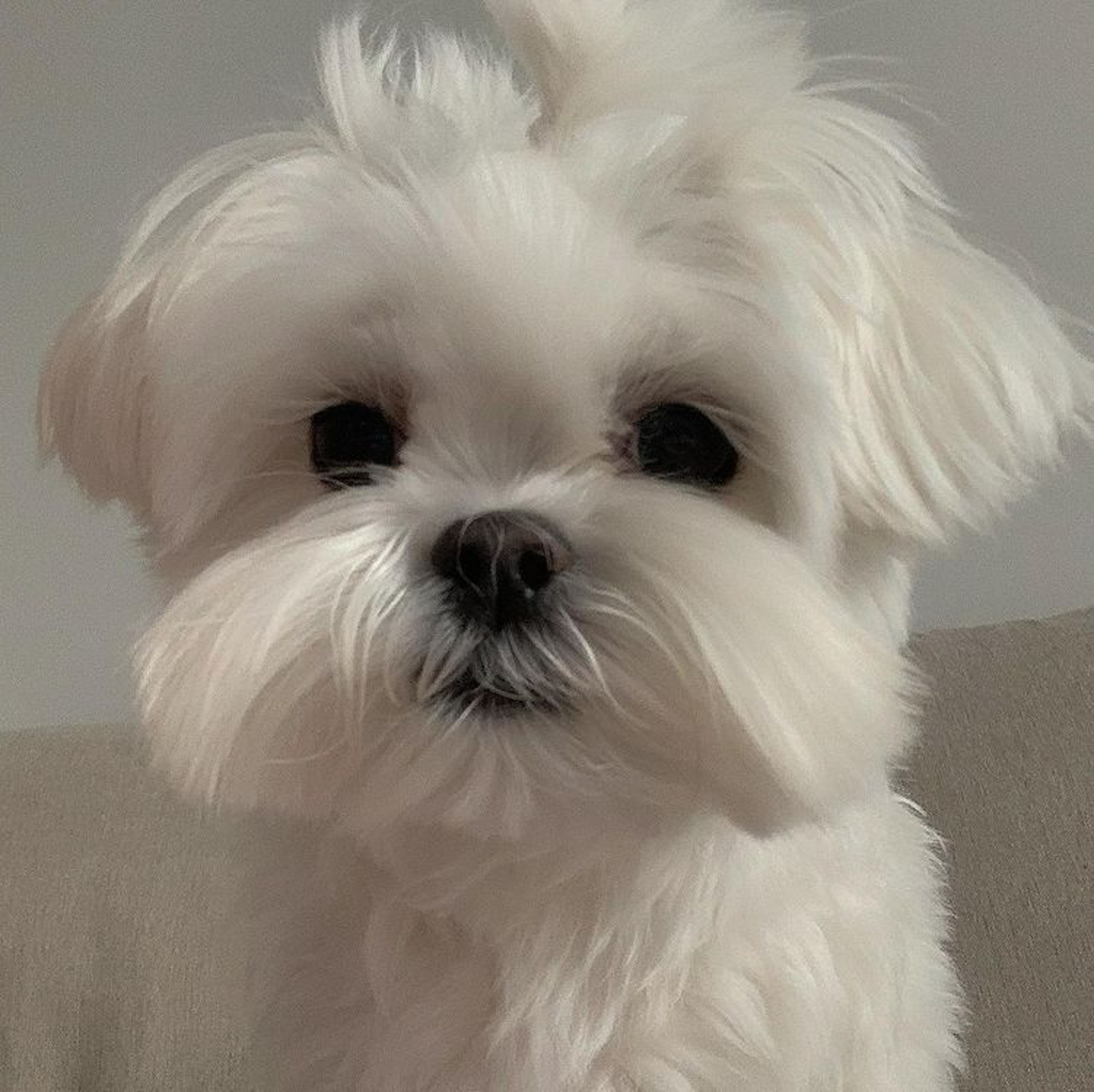 狗狗睡醒突然坐起来视频,狗狗睡醒兴奋突然昏倒