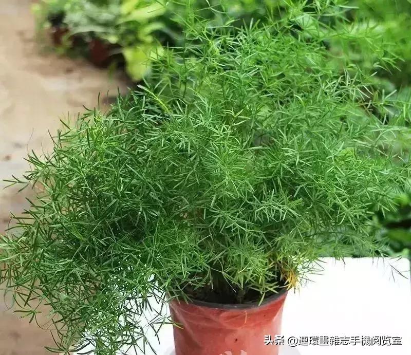 100种常见花卉植物图谱,100种花卉素描图谱