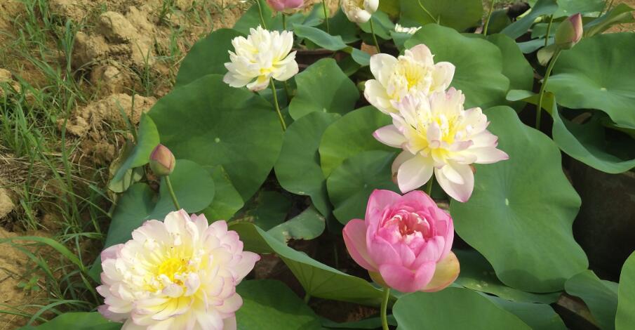 3种“喜水花”，春天多喂一点水，咕噜咕噜窜大个，特喜人