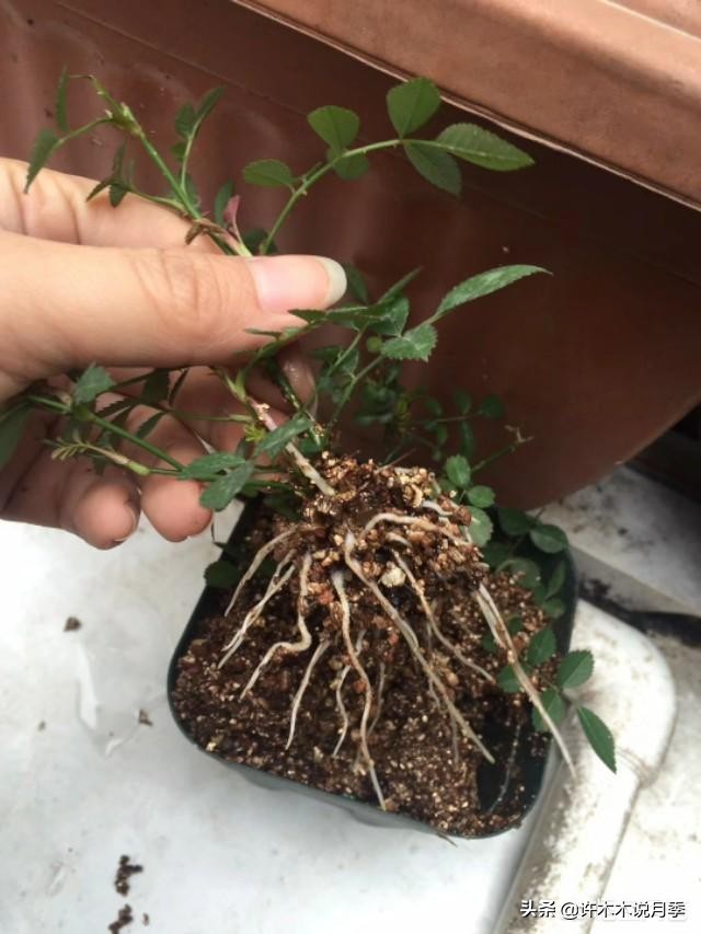 月季扦插长出愈伤组织后多久生根,如何判断月季是根瘤还是愈合组织