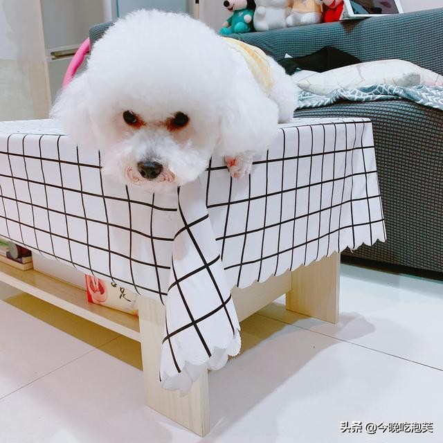 比熊犬美容一次大概多少钱,茶杯比熊犬几个月能美容