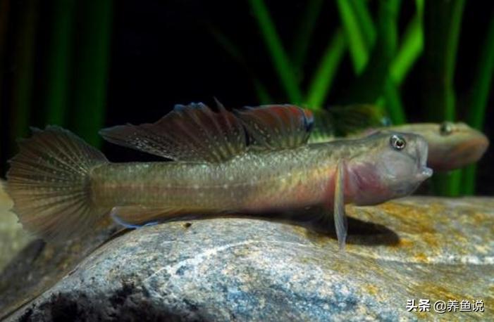 水族观赏鱼圈新势力，这观赏鱼发展潜力巨大，早点在鱼缸养起来