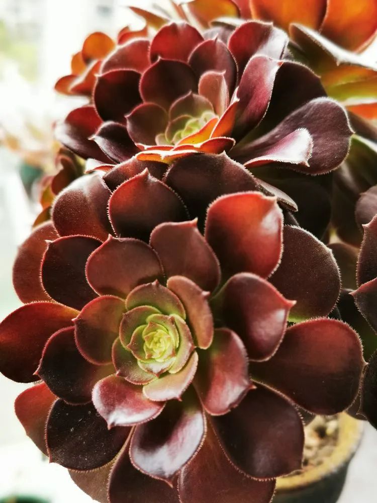 多肉砍头的怎么养,多肉怎么砍头才能爆发