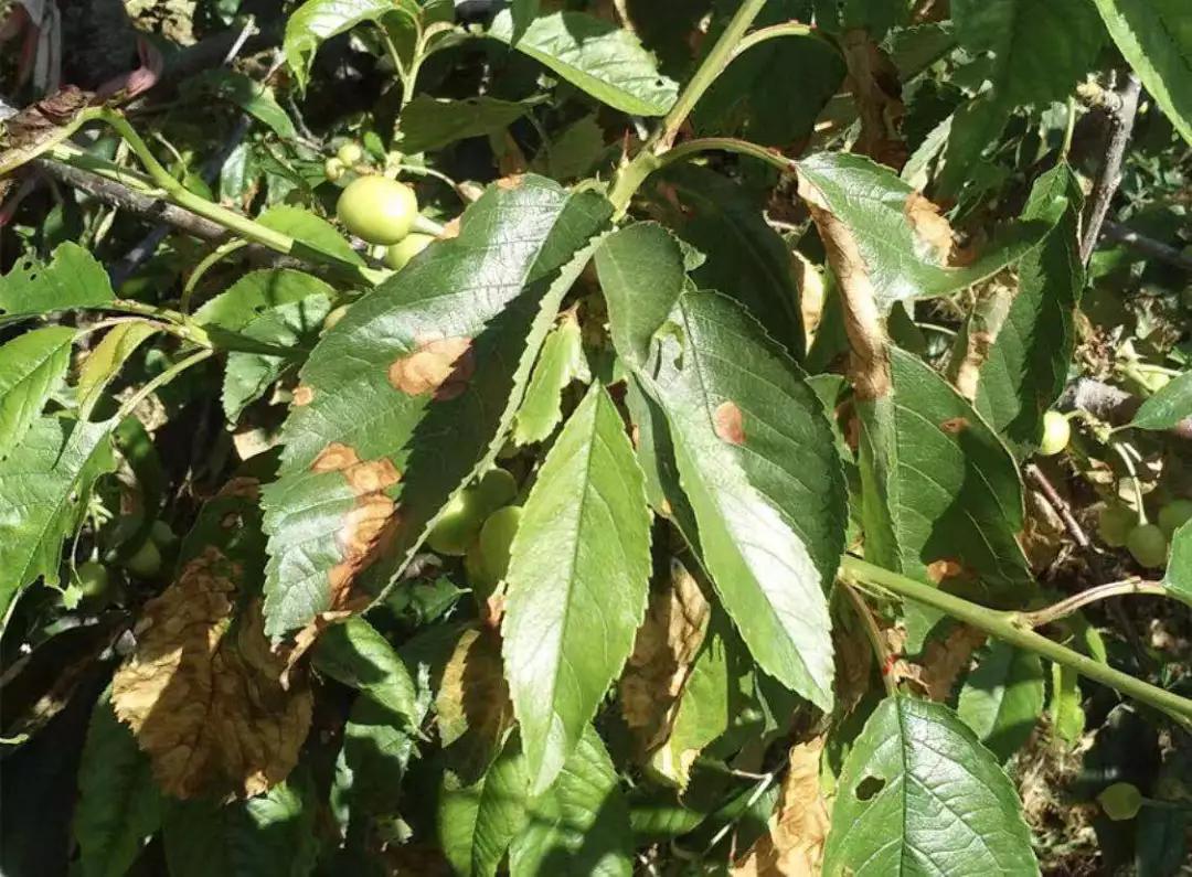 樱桃很难吃怎么拯救,樱桃八大病害高清图谱防治方法