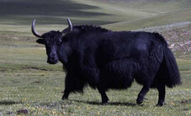 山海经中哪些是人类发现的,山海经中哪些真实存在的生物