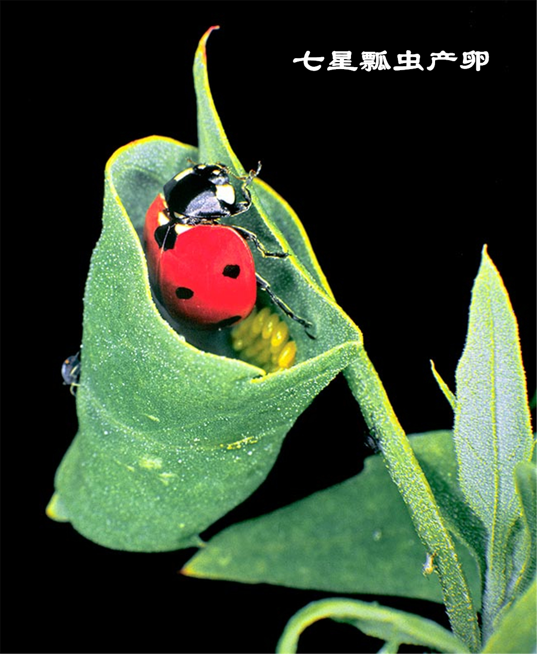 七星瓢虫一天可以吃几个蚜虫啊,七星瓢虫正在吃蚜虫图片