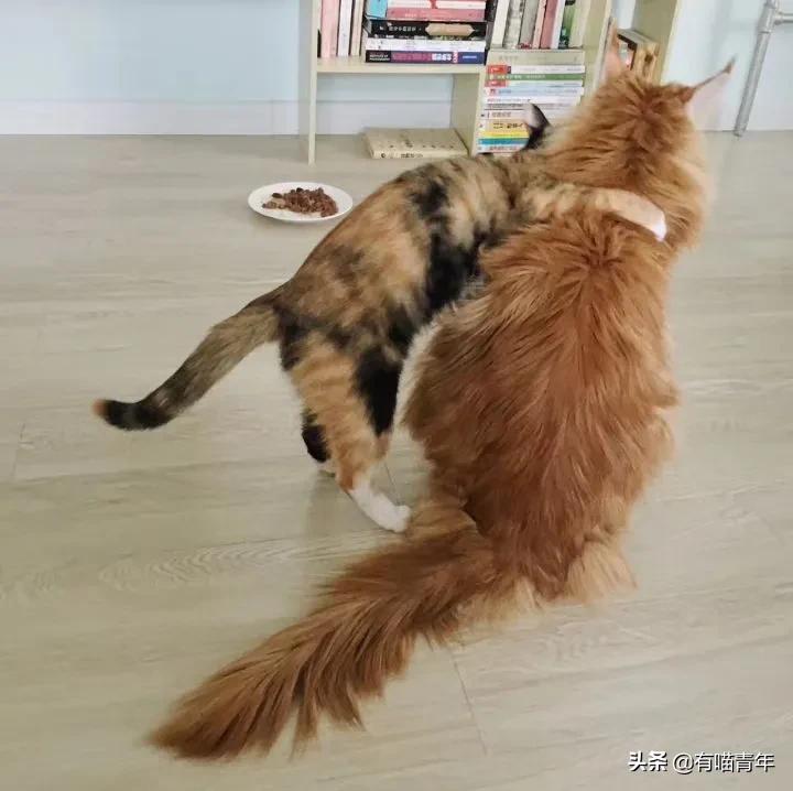 缅因猫看着很吓人但是很温柔,缅因猫真的有20万一只么