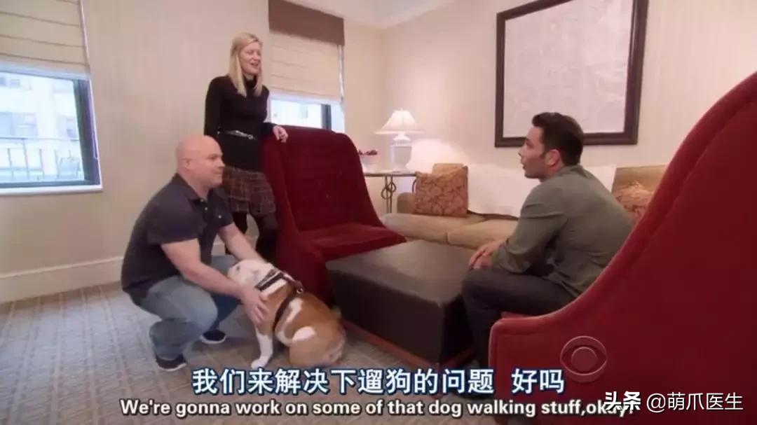 猫狗吃醋打架,吃醋的猫狗