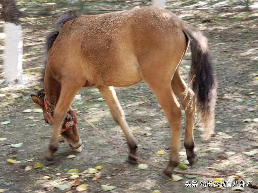 长春排名前十中小学,长春中小学哪些比较好