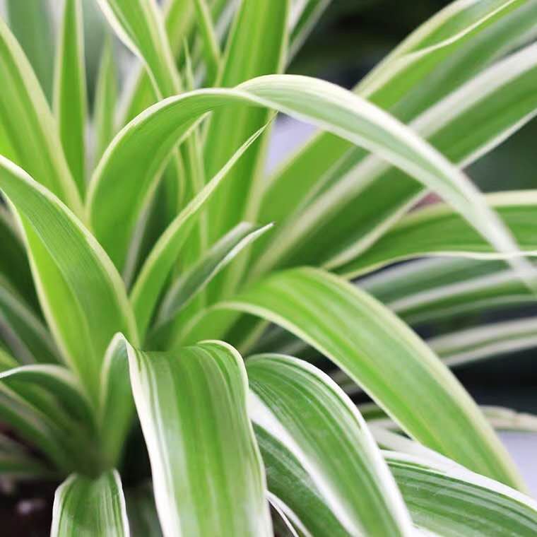 吊兰干尖怎么办,金边吊兰干尖怎么处理