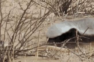 全球最无所畏惧的平头哥,世界上谁能打败平头哥