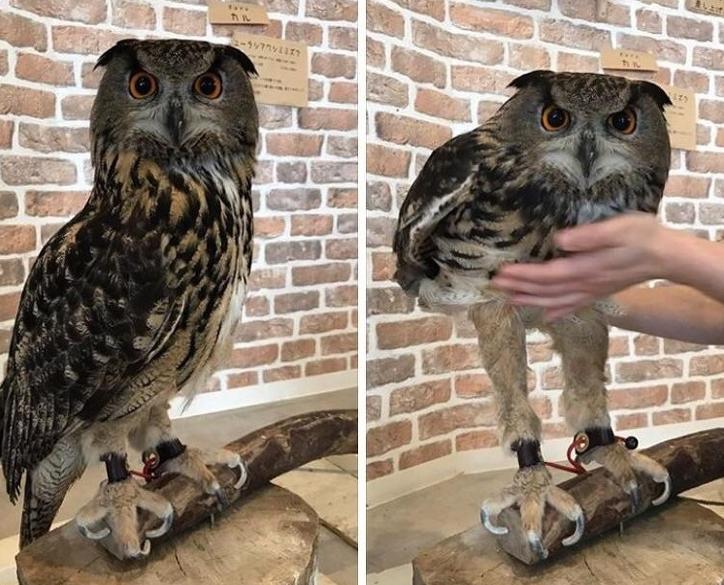 27张难得一见的图片看完眼界大开,18张令人大开眼界的图片