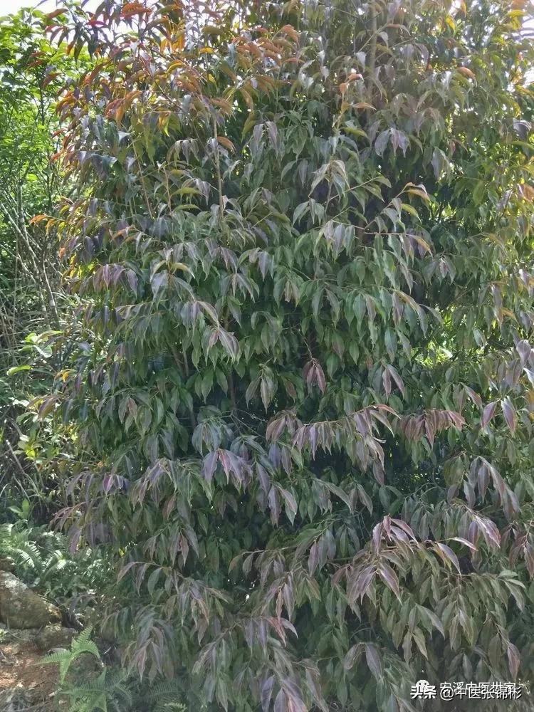 认识身边的中药材,认识中医寻找身边的中药