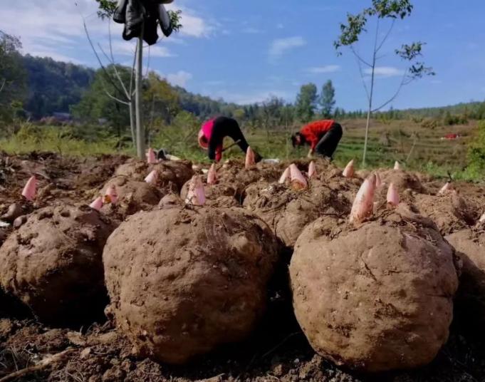 魔芋种植的主要技术,魔芋种植技术怎么样