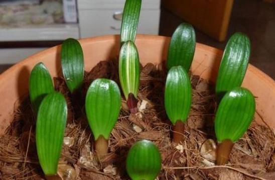 君子兰种子什么时候播种最好,君子兰种子什么样才能播种