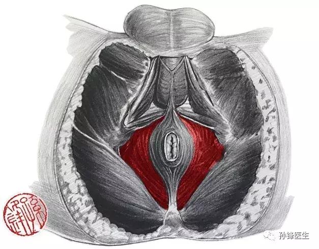 医学笔记︱男性会阴部的肌肉系统(中肛管水平):(下)