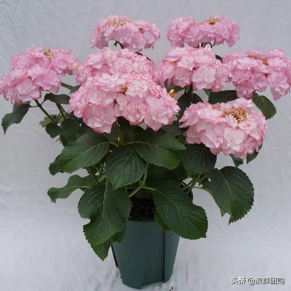 十种好看的绣球,最好看的绣球花视频