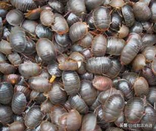 金边土元养殖技术视频,土元养殖技术视频教程