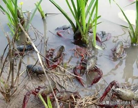 秸秆腐烂污染水怎么解决,稻虾田秸秆怎么处理最合适