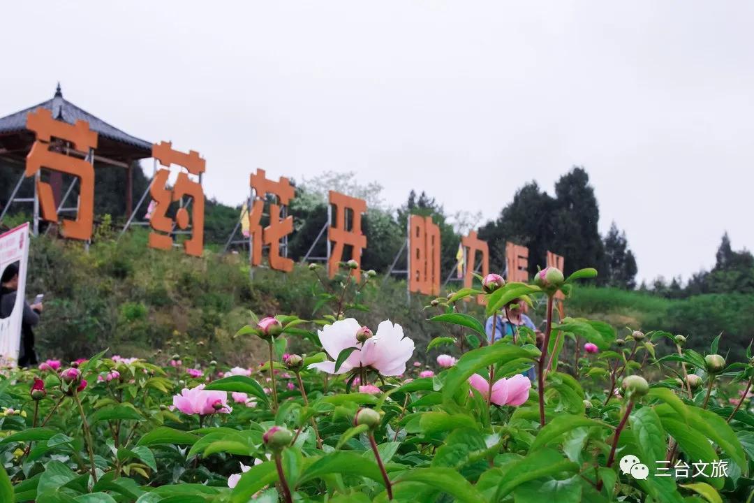 泉城公园芍药花开娇艳欲滴赛牡丹,含苞待放的芍药花娇艳欲滴