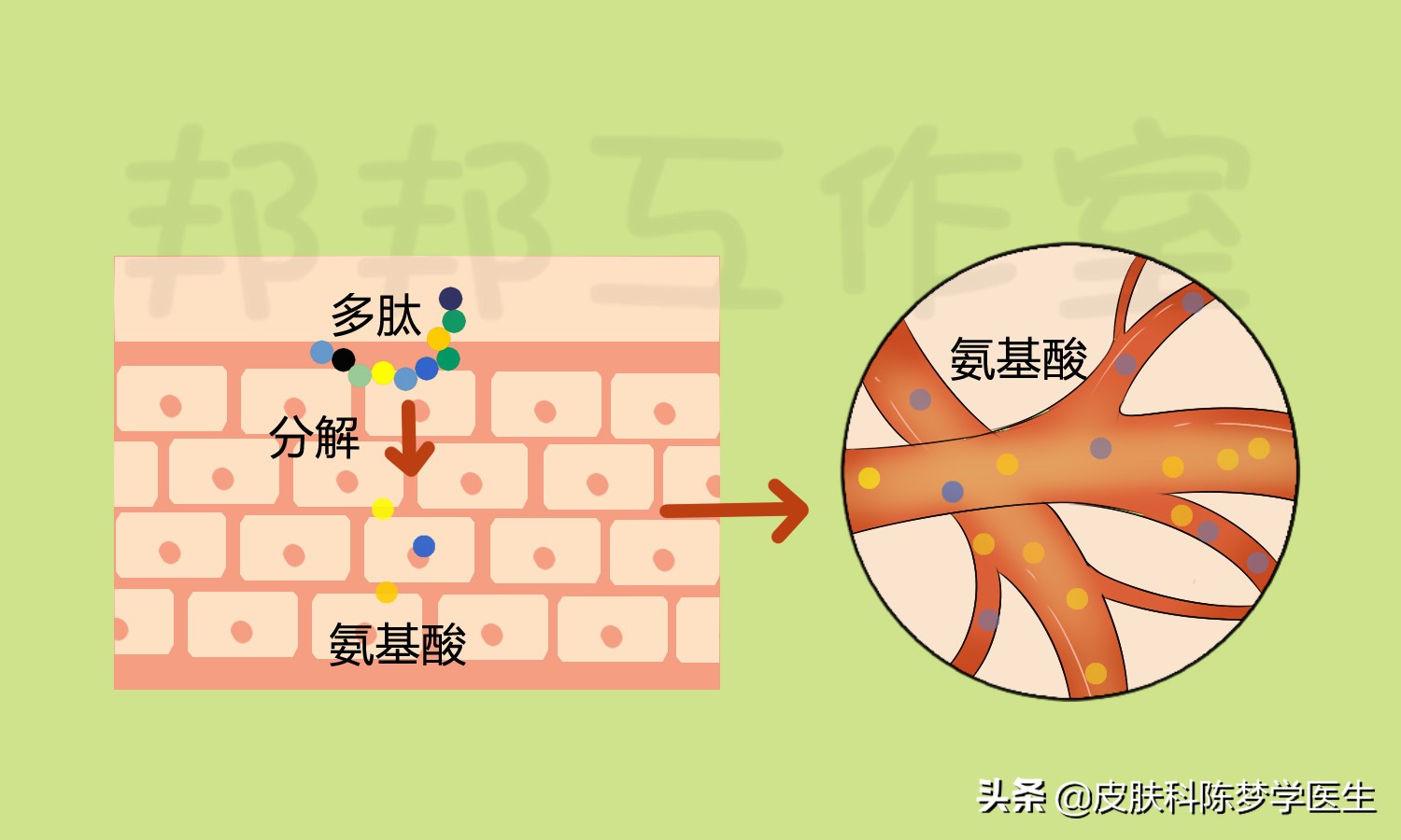 美白丸真的假的,胶原蛋白美白胶囊真的有用吗