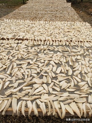 野生笋怎么做成绿色的笋干,毛笋如何制成毛笋干