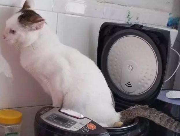 猫咪在电饭煲上拉臭臭，差点把铲屎官气晕在厕所