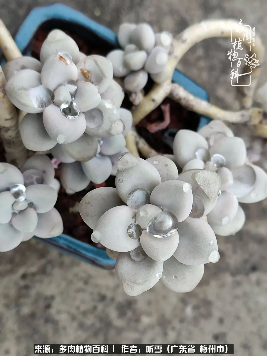 遇见多肉感恩生命中所有的相识,爱上多肉是个压力山大的事