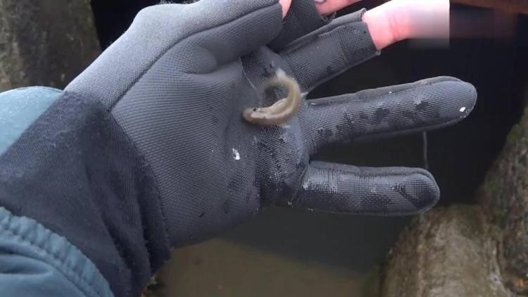 钓鱼高手个个都是钓鱼高手,钓鱼高手怎么升级最快