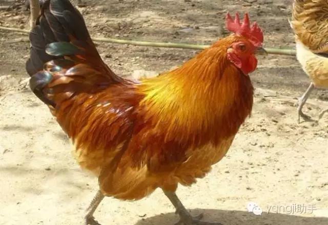 怎么样才能知道土鸡是什么样的,如何知道土鸡缺少什么营养