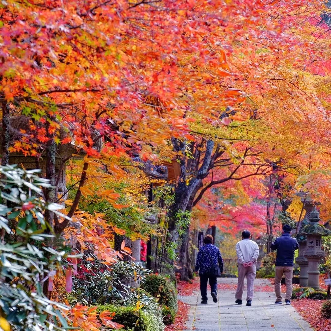 停车坐爱枫林晚风景,停车坐爱枫林晚季节