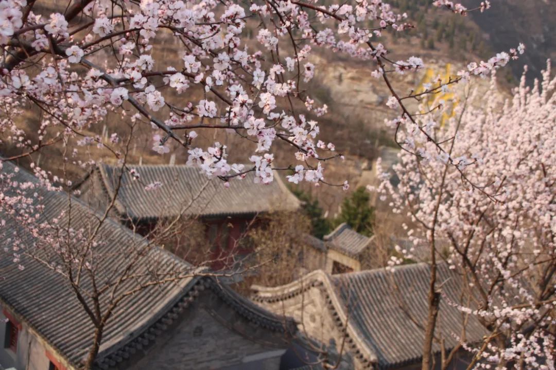 北京4月踏青的地方丰台区有哪些,丰台踏青好去处