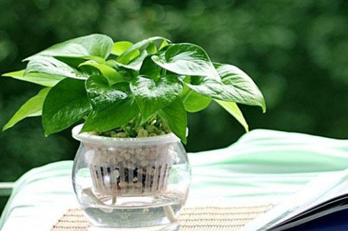 绿萝怎样养才不烂根和黄叶,绿萝如何浇水可以防止烂根黄叶