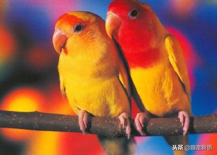 动物萌宠鹦鹉怎么养活的,如何训练不是手养的牡丹鹦鹉