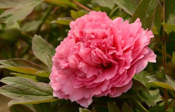 好养易活的红花花卉,红花怎么栽培盆栽