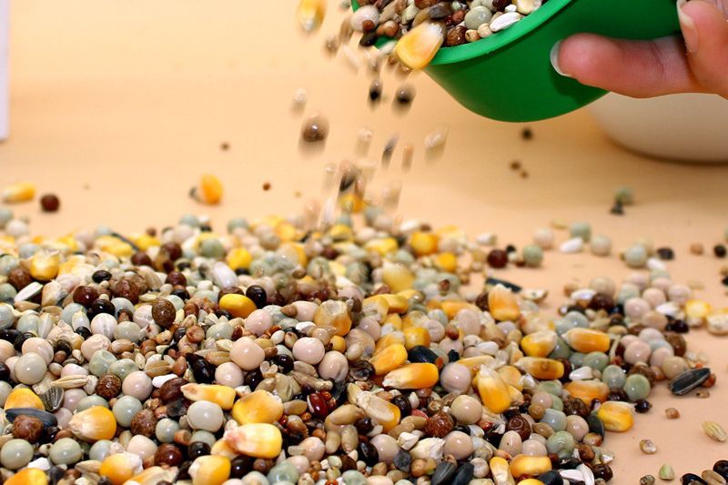 鸽子水便多怎么办,鸽子拉泡沫黄色水样便