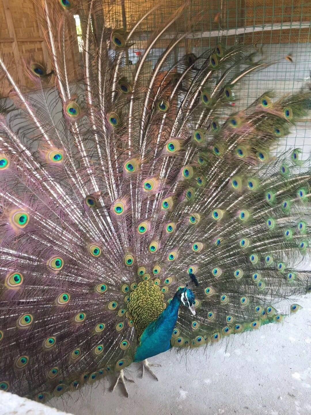 南昆山富力养生谷公寓两房,南昆山富力养生谷三房二厅民宿