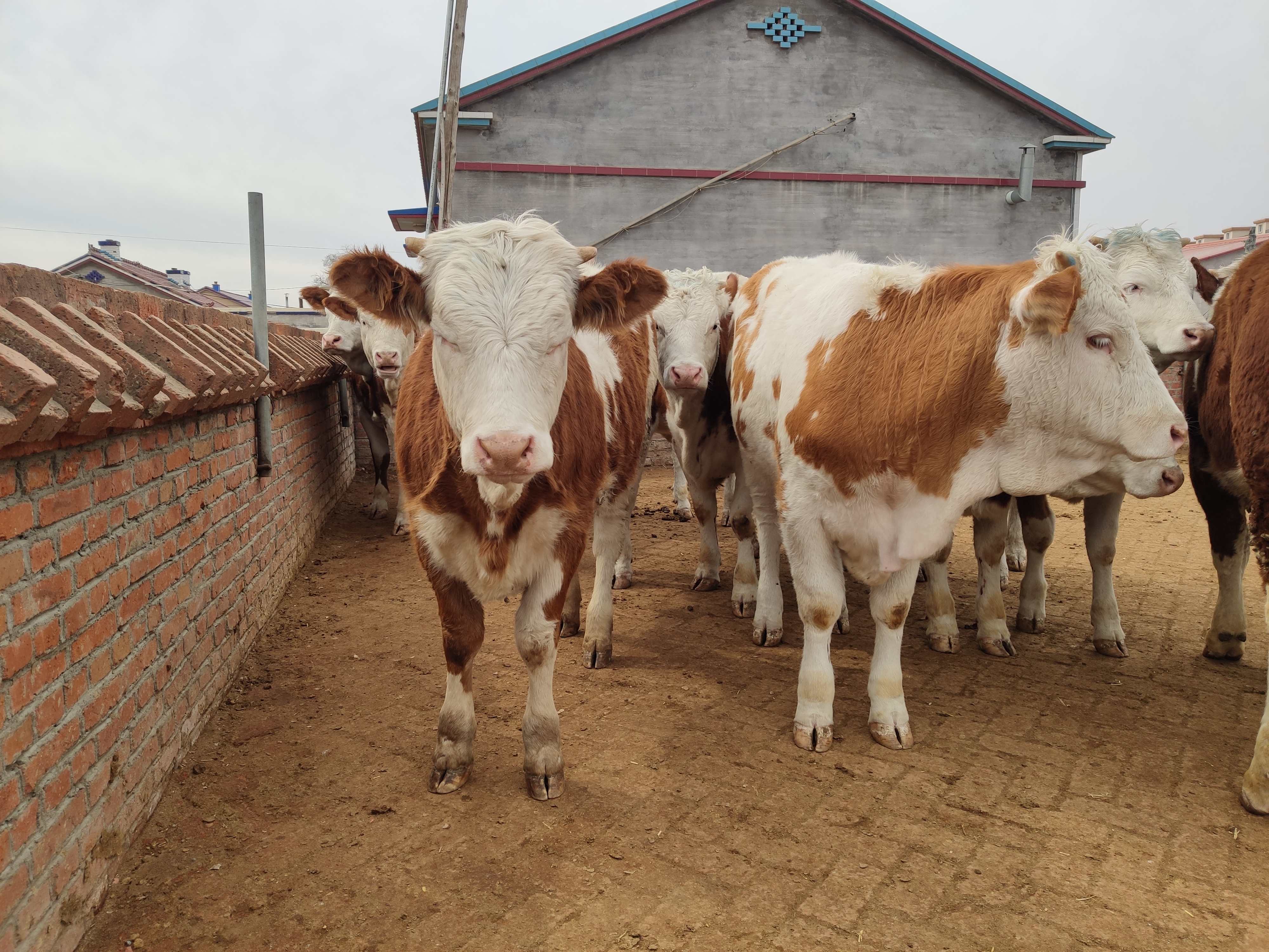 养牛业现状及前景如何发展,中国养牛未来几年的前景