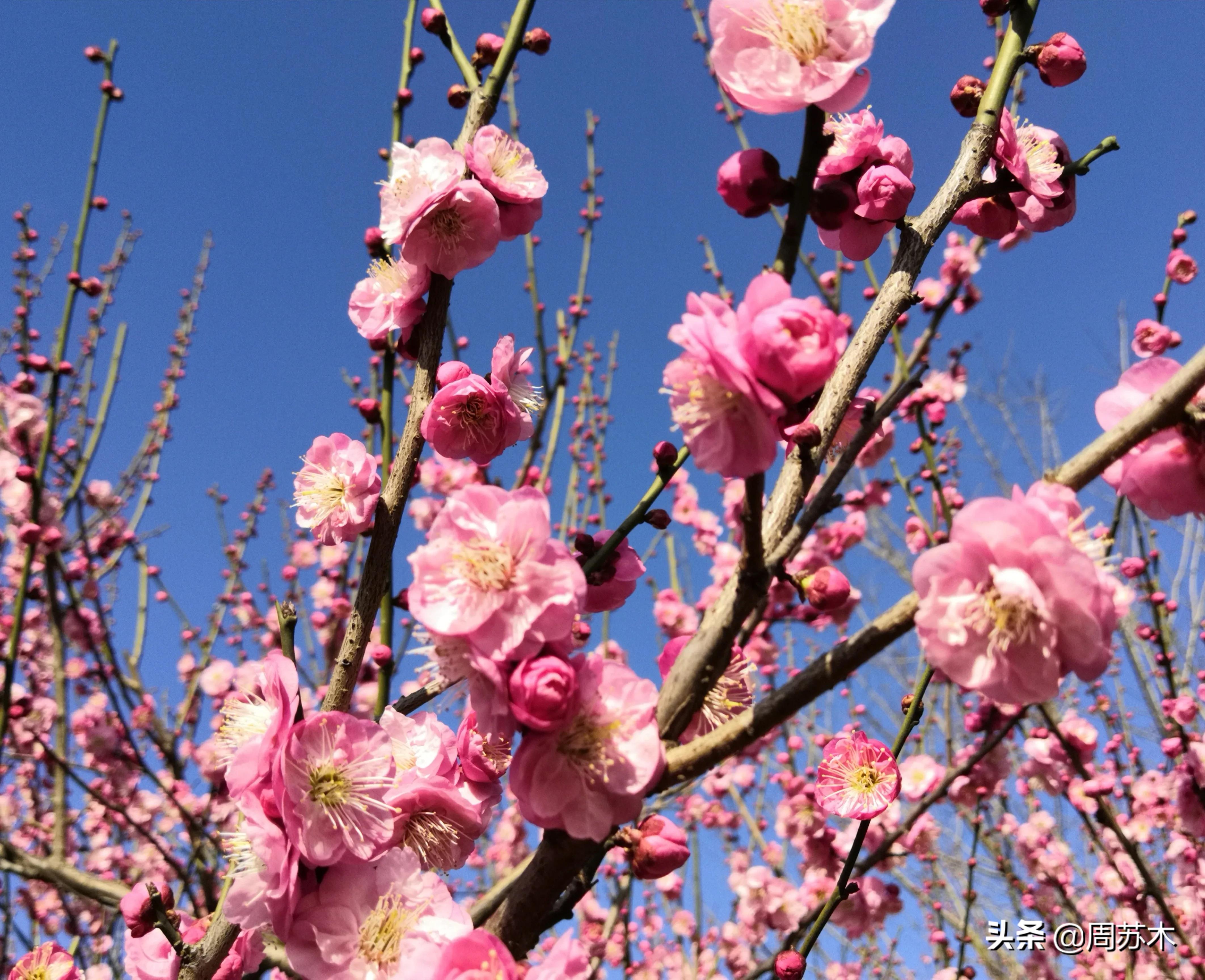 赏梅胜地图片,苏州香雪村赏梅最佳时间