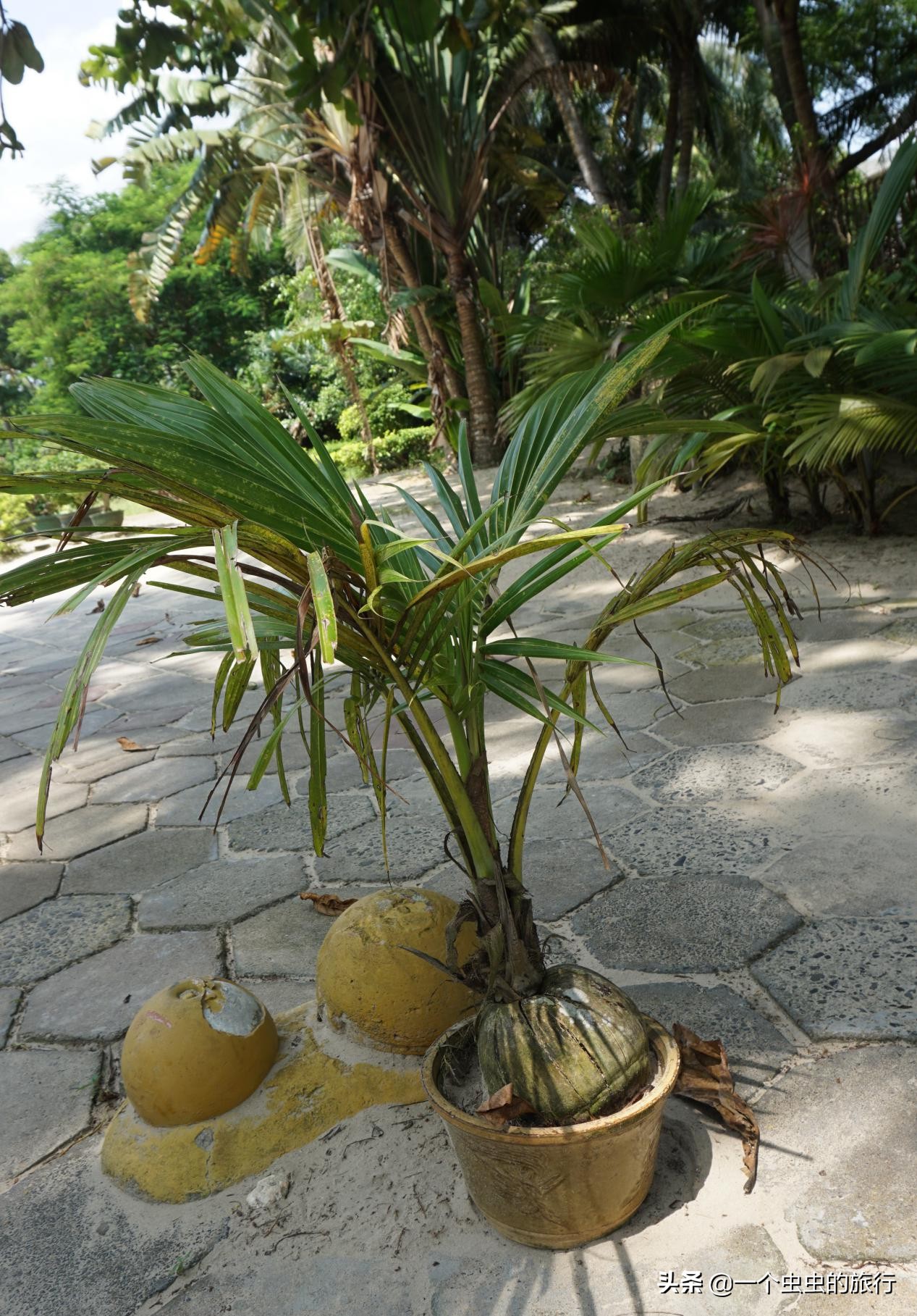 东郊椰林海韵,海韵椰风海南文昌东郊椰林