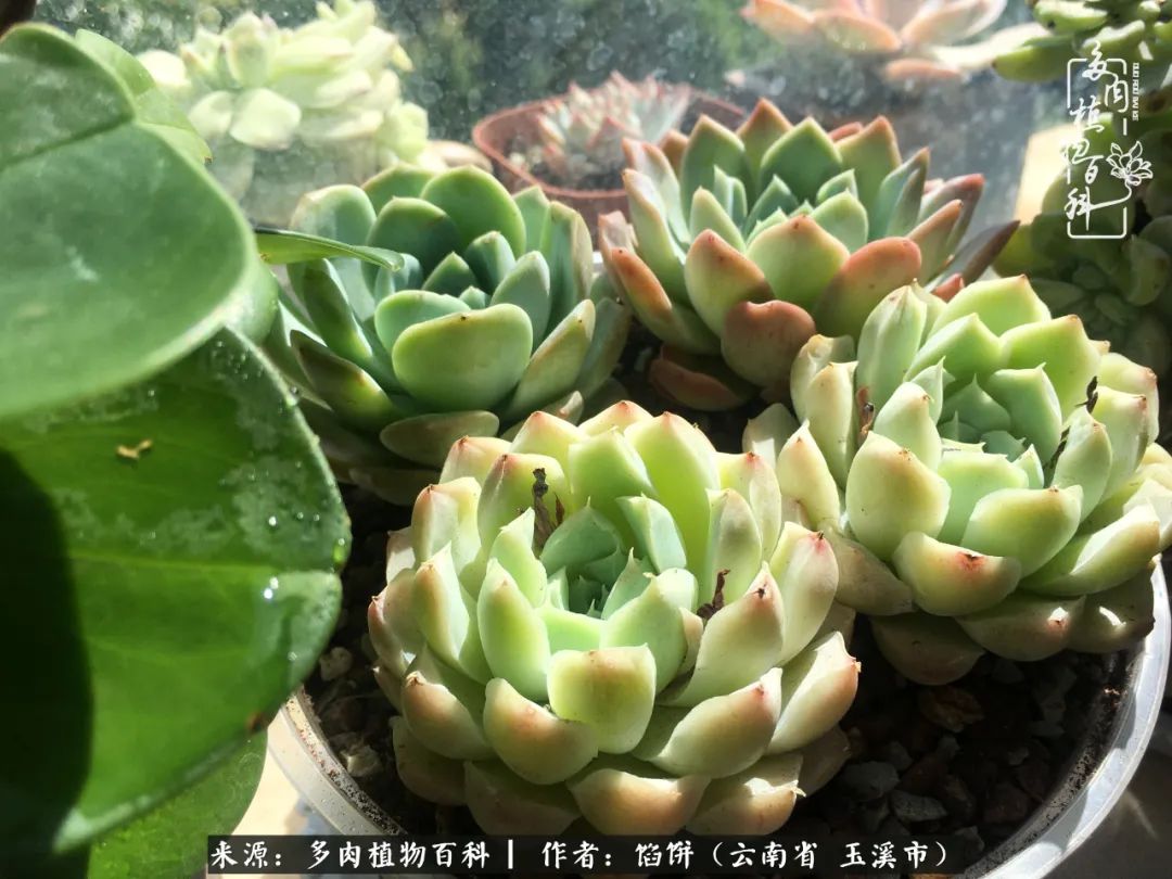 多肉对比图片,多肉对比高清图