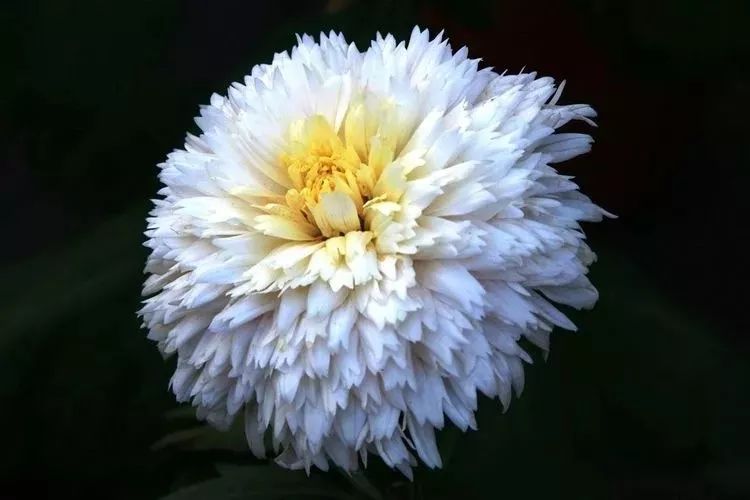 花中四君子菊花,花中四君子菊花的简介