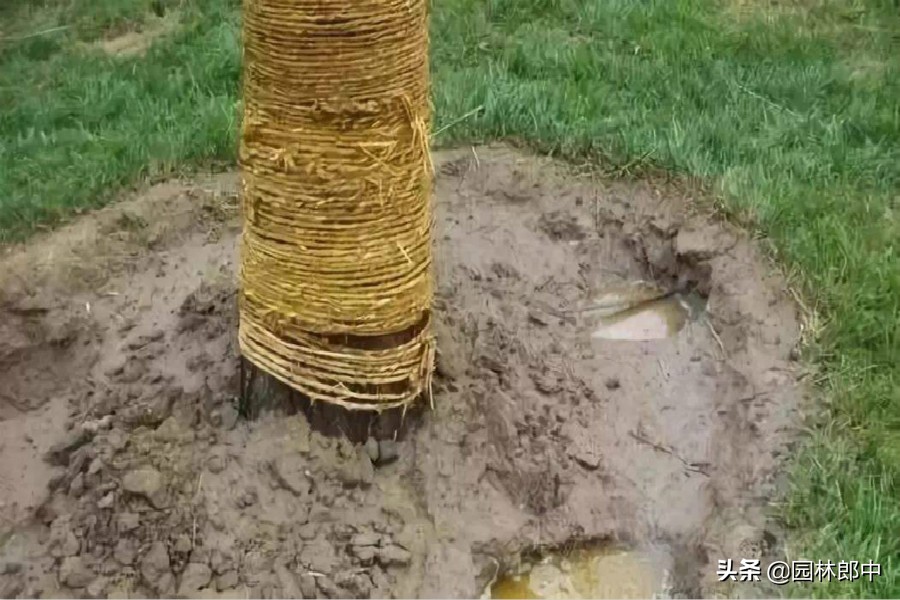 移栽大树是围堰好还是插管浇水好,夏季新栽大树应该如何养护浇水