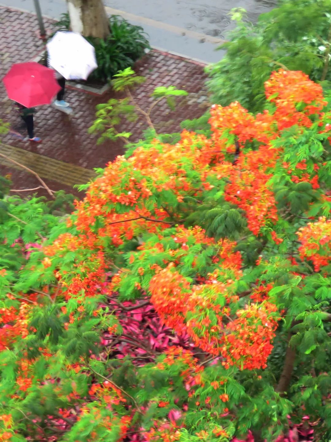 毕业季的凤凰花和栀子花,毕业季凤凰花开的时候